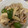 めざましだんご's cooksnap of when they made 簡単！豚とエリンギのオイスター炒め.