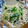 マダムキュリー's cooksnap of when they made 簡単副菜☆レタスともやしのオイスター炒め.