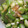 ありんぴー☆'s cooksnap of when they made 簡単☆さっぱりオクラのはちみつ梅和え.