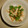 白いぐれーぷ's cooksnap of when they made オクラとささみのわさび和え.