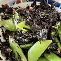 ☆ayumikan☆'s cooksnap of when they made 絹さやとひじきの梅肉和え♡簡単常備菜.