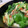 ayayahoney's cooksnap of when they made 厚揚げのオイスターソース炒め.