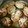みみ母's cooksnap of when they made 我が家の定番ハンバーグ.
