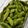 tamago大好き's cooksnap of when they made 枝豆の美味しい茹で方.