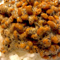 ★けちこ☆'s cooksnap of when they made 黒すりごまの納豆ご飯.