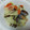 レオミウ's cooksnap of when they made キャベツとアサリの酒蒸し.
