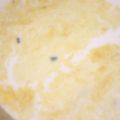 chiko♫'s cooksnap of when they made 離乳食後期〜 カボチャのミルクスープ.