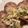 クックCGOENX☆'s cooksnap of when they made あっという間に完食！鶏肉のネギ塩ダレ.