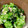 riico3's cooksnap of when they made カニ缶ときゅうりとワカメの酢のもの.