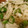 sonomay's cooksnap of when they made れんこんとツナの和風サラダ.