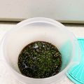 マコミコ's cooksnap of when they made しその実のめんつゆ漬け.