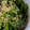 1000マイル's cooksnap of when they made 簡単!おつまみにも!つるむらさきのお浸し.