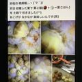 ウルトラマンド's cooksnap of when they made 甘くホクホク 栗ご飯.