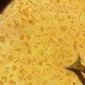 猫は正義's cooksnap of when they made かぼちゃスープ.
