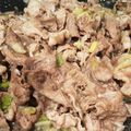 そらみみ♪'s cooksnap of when they made ごはんがすすむ☆牛肉のねぎ塩しぐれ.