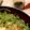1035's cooksnap of when they made ルッコラとセロリと洋梨サラダ.