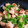 ★☆あかね★☆'s cooksnap of when they made 簡単♪豚こま☆しょうが焼き☆.