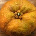 yukesi's cooksnap of when they made すぐ使える！だいだいポン酢の作り方.