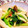 はるじょんママ's cooksnap of when they made エリンギと小松菜のにんにく塩炒め.
