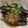クック2JWD2O☆'s cooksnap of when they made レンジで簡単＆おいしいっ！なすのごま油煮.