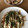 沙智子's cooksnap of when they made 簡単、豚玉お好み焼き.