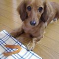 M＆YK's cooksnap of when they made 愛犬用の鶏砂ずり（鶏むね肉）ジャーキー.