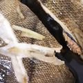 キコノリ0616's cooksnap of when they made みんなにほめられ優しい甘味カレイの煮付け.