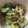 mantacarp's cooksnap of when they made きゅうりのマヨカツオ節和え.