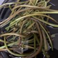 よちりんのまーちゃん's cooksnap of when they made さつまいものつるの下処理方法.