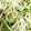 メリー・モコ's cooksnap of when they made 水菜のごまと麺つゆの簡単サラダ.