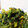 クックN6AI6O☆'s cooksnap of when they made ほうれんそうのオイゴマ和え.