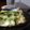 ダイナマイト漆黒's cooksnap of when they made グリルで簡単おかず☆ちくわ納豆チーズ焼き.