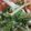 448's cooksnap of when they made 海苔の佃煮ｄｅ水菜の海苔わさマヨサラダ.