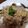 クックLJ2W4Q☆'s cooksnap of when they made パスカルの焼栗ときのこのリゾット.