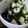 クック4JRYB3☆'s cooksnap of when they made 大根ときゅうりの酢の物.