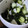 クック4JRYB3☆'s cooksnap of when they made 大根ときゅうりの酢の物.