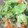 スオ＠修行中's cooksnap of when they made ほっけのちゃんちゃん焼き.