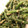 clover55's cooksnap of when they made いんげんの胡麻和え【定番の簡単1品】.