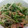 ヘタ子's cooksnap of when they made もやしと水菜とハムの中華風サラダ.