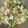 クック00N8WZ☆'s cooksnap of when they made 簡単！豆苗と白菜の塩昆布サラダ.