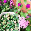 りりり♪'s cooksnap of when they made オクラの胡麻和え：水っぽくならないコツ.