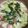 クックNP9ISV☆'s cooksnap of when they made 青梗菜のクリーム煮.
