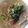 白ねこふわふわ's cooksnap of when they made ミョウガとネギのあったか素麺.