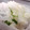 ゆっちぇとまましゃん's cooksnap of when they made 酒の肴✳イカのおろし和え.