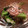 ☆☆☆めぐたん☆☆☆'s cooksnap of when they made 白だしであっさり副菜⭐オクラのお浸し⭐.