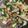 クックNP9ISV☆'s cooksnap of when they made 青梗菜と大根と人参のきんぴら風.