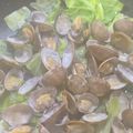 まめボブママ's cooksnap of when they made フライパンで★キャベツとアサリの酒蒸し.