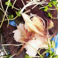 まあこニャン's cooksnap of when they made 超簡単！丸ごと茄子焼きの下ろしポン酢.