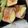 みーちーこー's cooksnap of when they made じゃがいものベーコン巻き.