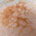 buushino's cooksnap of when they made 少ない材料で！お手軽簡単クレープ生地.